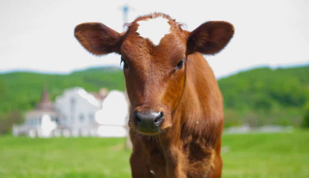 Veja os Segredos de Alimentar Corretamente o bezerro
