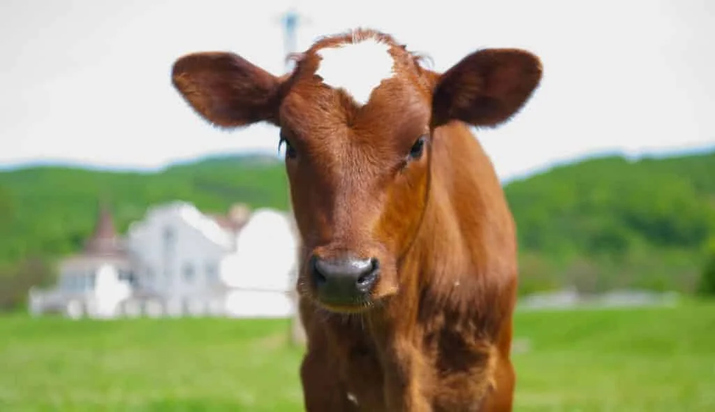 Veja os Segredos de Alimentar Corretamente o bezerro 13 Como aproveitar o bezerro macho de raça leiteira para o corte