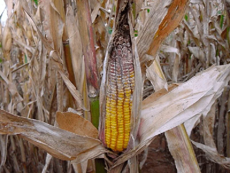 10 principais Doenças Do Milho e formas de Prevenir 22 10 principais Doenças Do Milho e formas de Prevenir