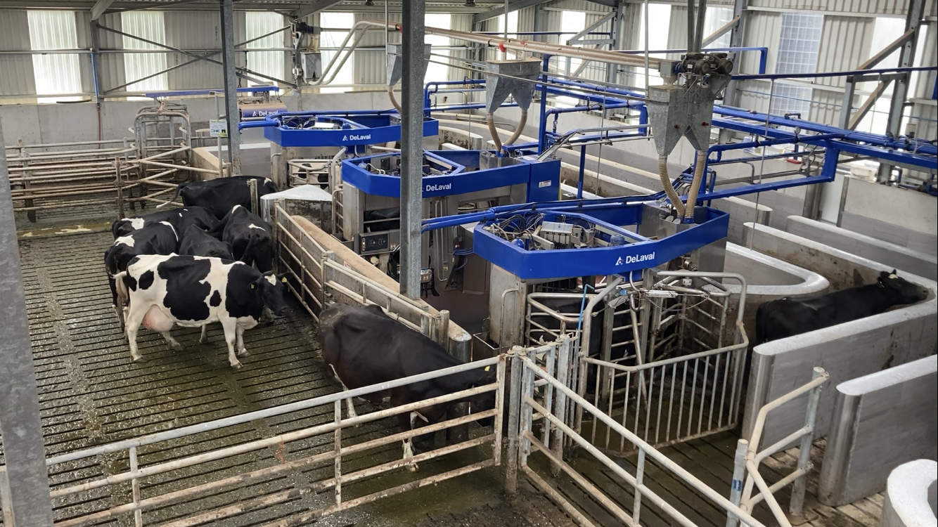 3 robos para uma fazenda Tipperary de 230 vacas