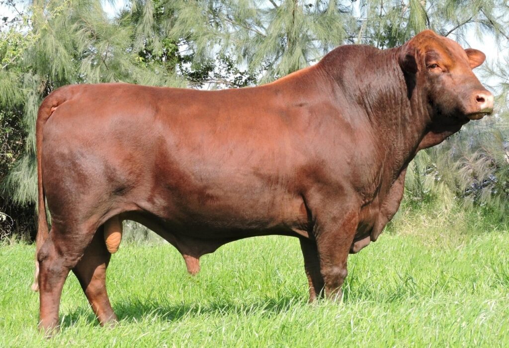 Foto de Bruna Scheifler