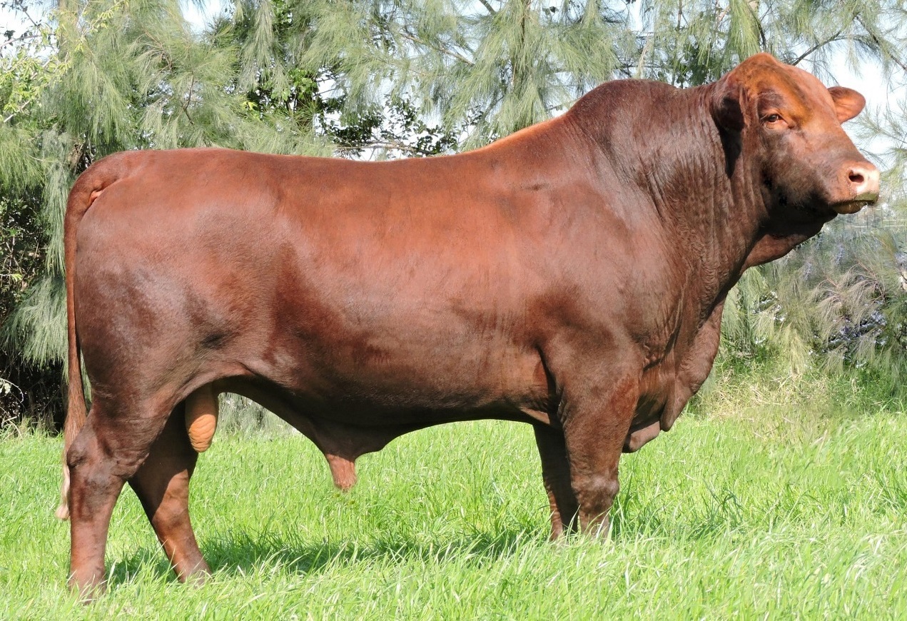 45ª Expointer terá estreias e retornos de raças de animais