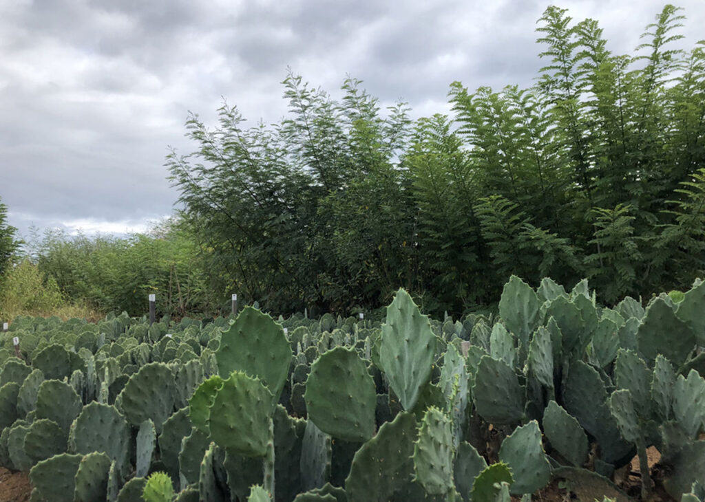 A reutilizacao da agua domestica tem dado bons resultados na