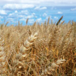Adocao de boas praticas pode aumentar a producao de trigo