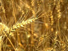 Adocao de boas praticas pode aumentar producao de trigo em