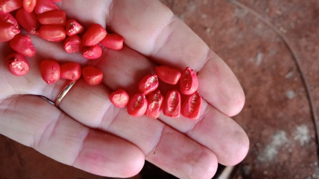 Agricultores reclamam de sementes de milho de baixa qualidade