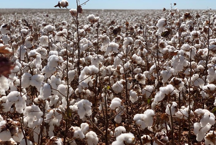 Bayer leva solucoes integradas para cotonicultores ao Cotton Congress