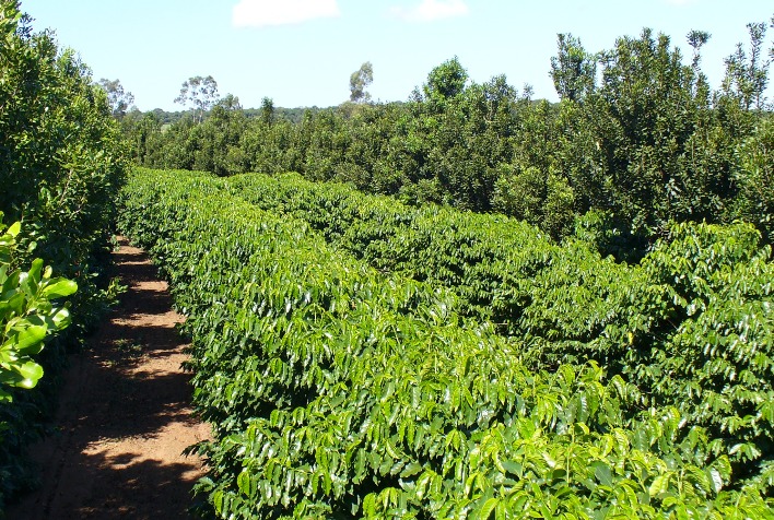 Cultivo consorciado de cafe com macadamia e 215 mais produtivo