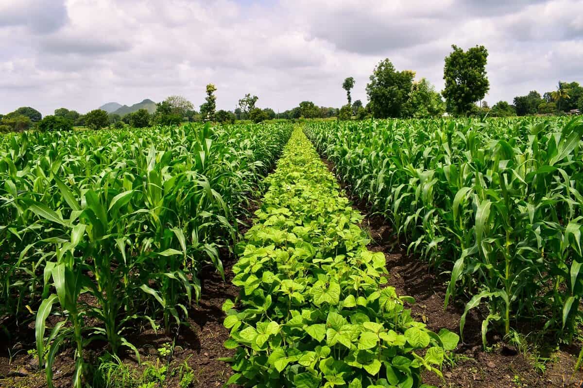 Agricultura do Brasil alimenta 1 bilhão de pessoas