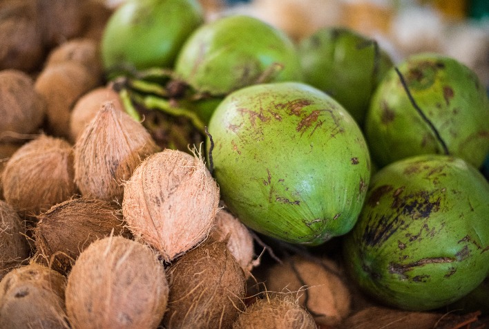 Embrapa apresenta inovacoes para cultivo de coco na Fenacoco