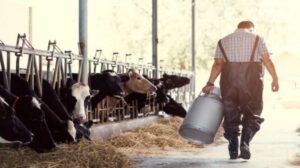 Preço do leite Pago em agosto pode subir 10%