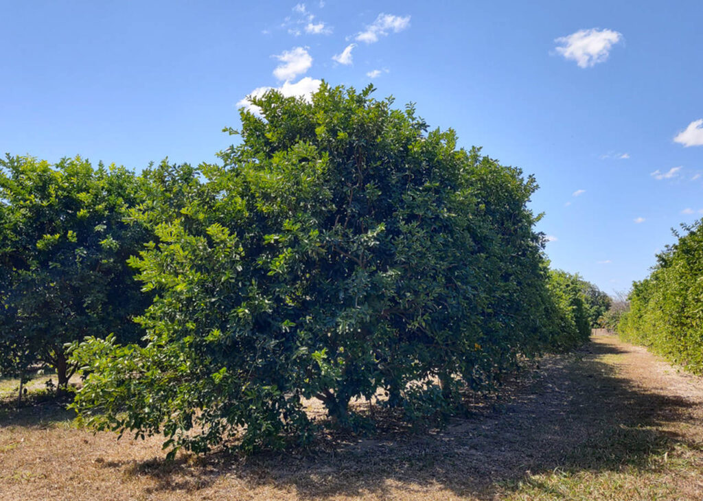 Mato Grosso tera limao resistente a doenca da gomose