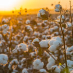 Para especialistas do setor algodoeiro produtores podem continuar otimistas quanto