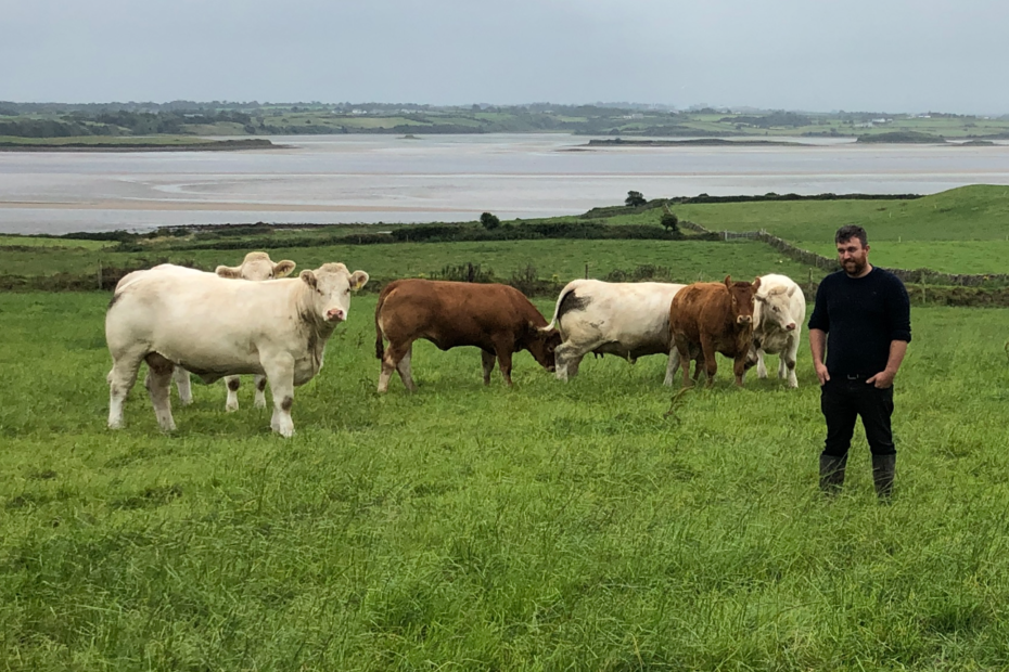 Pedigree de 135 vacas e fazenda comercial de aleitamentos Sligo