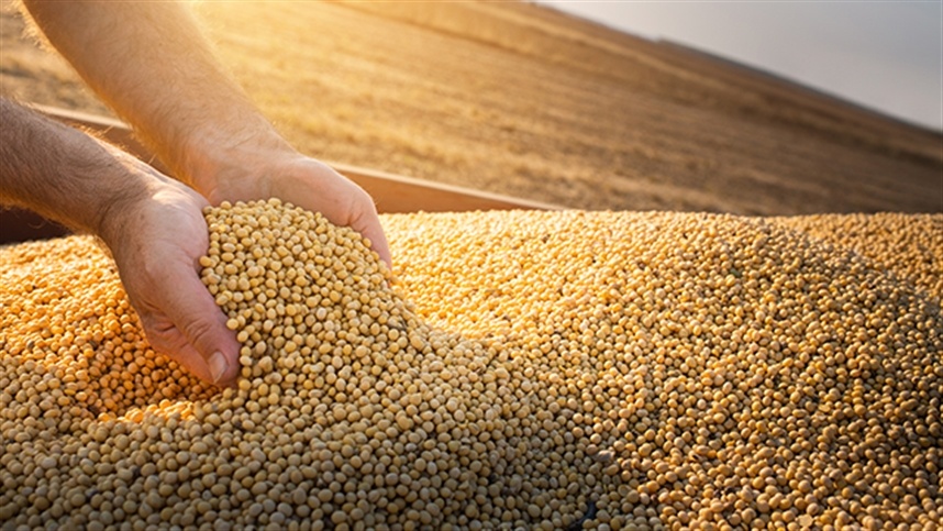 Quanta soja a América do Sul entregará ao mundo na safra 2022/23