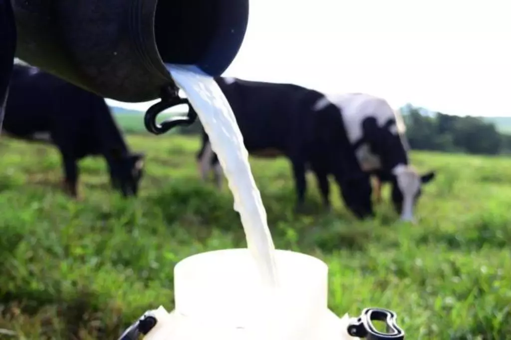 Os preços do leite e derivados começam a cair