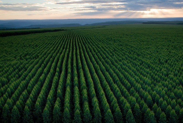 Setor florestal prepara plano para impulsionar mercado brasileiro de remocao