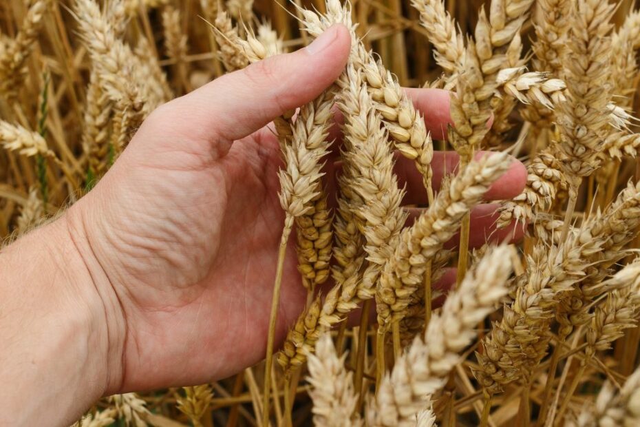 Veja o potencial de expansão do trigo no nordeste