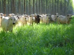 A resposta imune de novilhas Nelore é maior em sistemas ILPF, de acordo com... 23 a resposta imune de novilhas nelore e maior em sistemas ilpf de acordo com 3