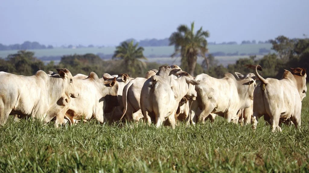 Manejo Nutricional Estratégico Preservado na Seca