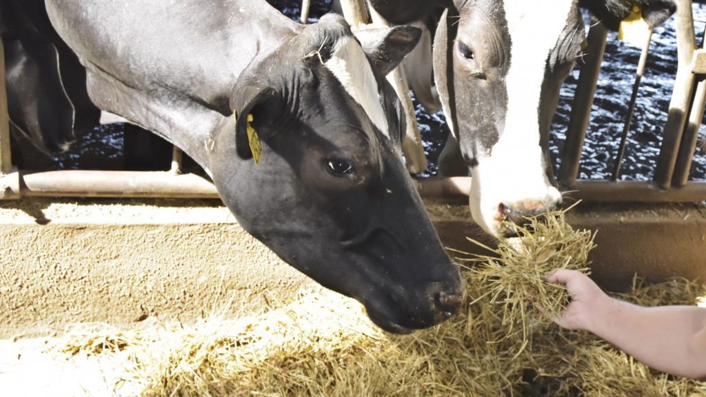 Acidose e os impactos na produção de leite