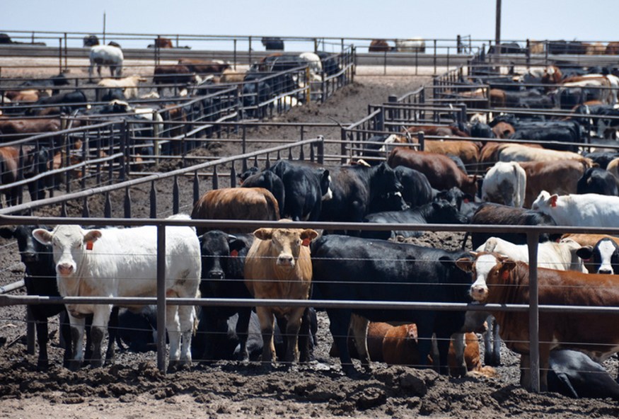 agricultores destroem plantacoes e vendem gado 1
