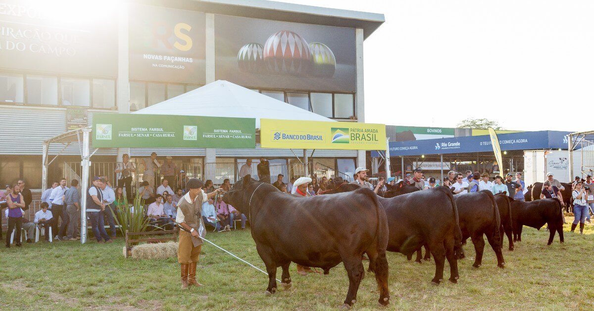 Angus lançará novos selos de seleção na Expointer 2022