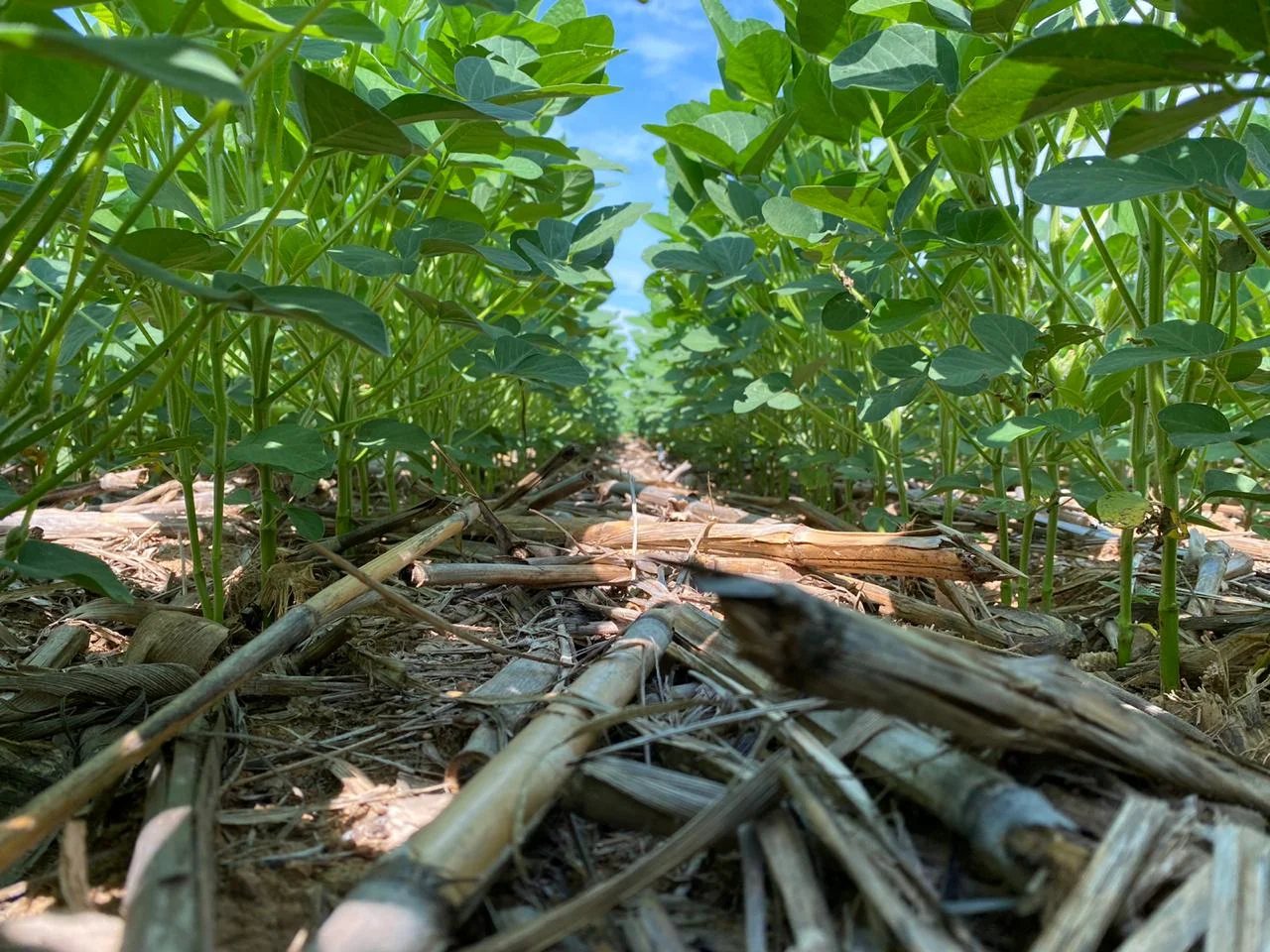 Aprosoja Brasil publica carta de produtores em defesa da soja sustentável 13 aprosoja brasil publica carta de produtores em defesa da soja sustentavel