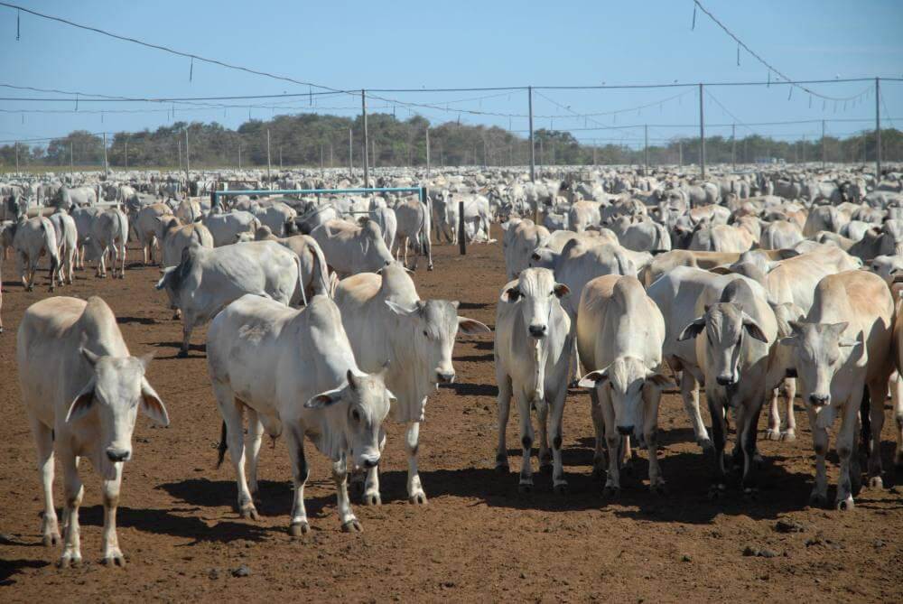 Arroba do Boi Gordo Já Passa de R$ 300 Vai Subir?