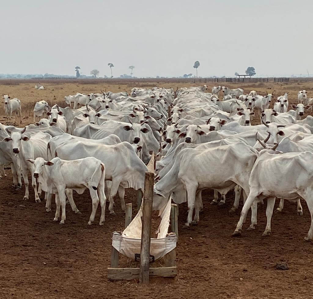 Arroba Do Boi Gordo Se Recupera Apesar da Entressafra