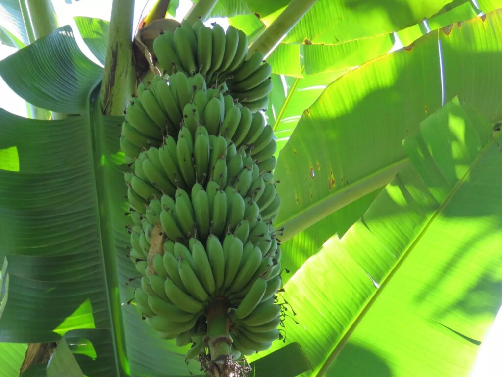 As culturas de cobertura são hospedeiras do fungo que causa a fusariose da banana 12 as culturas de cobertura sao hospedeiras do fungo que causa a fusariose da banana 1