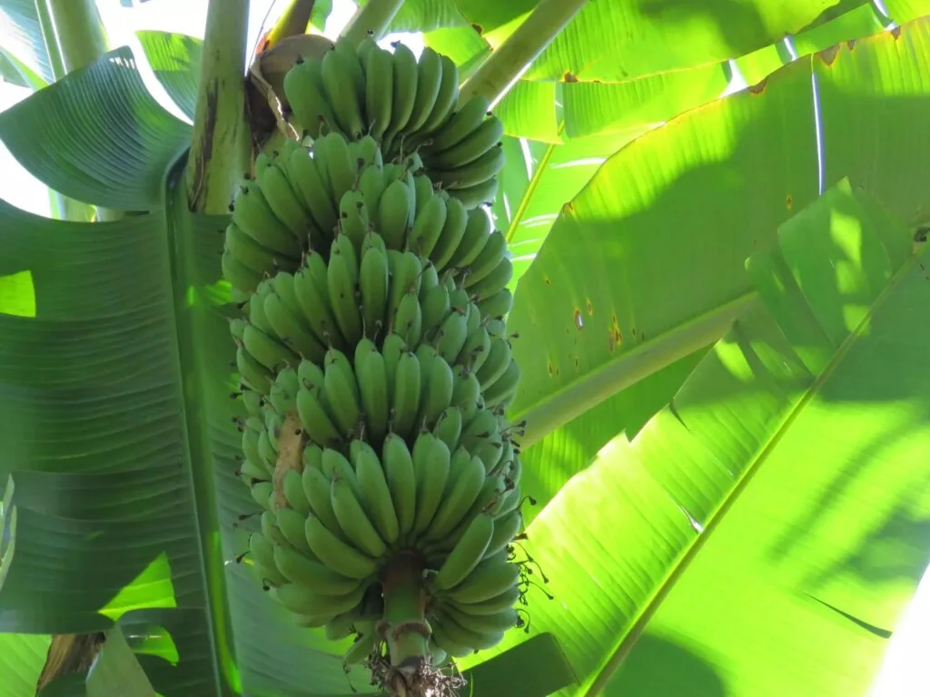 As culturas de cobertura são hospedeiras do fungo que causa a fusariose da banana 2 as culturas de cobertura sao hospedeiras do fungo que causa a fusariose da banana 1