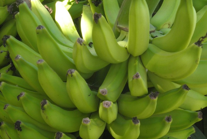 As culturas de cobertura são hospedeiras do fungo que causa a fusariose da banana 2 as culturas de cobertura sao hospedeiras do fungo que causa a fusariose da banana 3