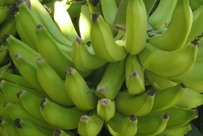 as culturas de cobertura sao hospedeiras do fungo que causa a fusariose da banana 3