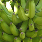 As culturas de cobertura são hospedeiras do fungo que causa a fusariose da banana 13 as culturas de cobertura sao hospedeiras do fungo que causa a fusariose da banana