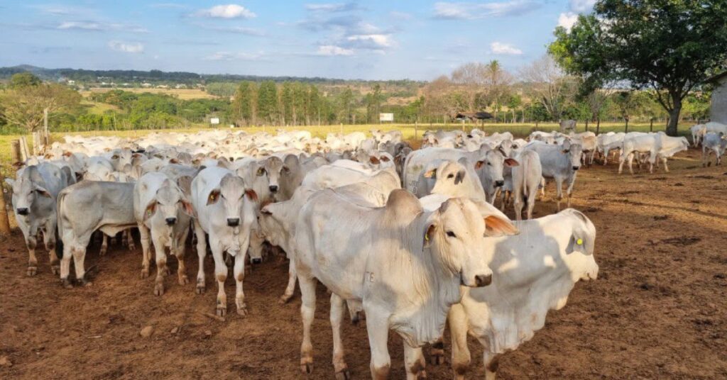 baixa pressão entra em vigor e sinal recua em importantes praças brasileiras • Portal DBO 2 baixa pressao entra em vigor e sinal recua em importantes pracas brasileiras portal dbo 4