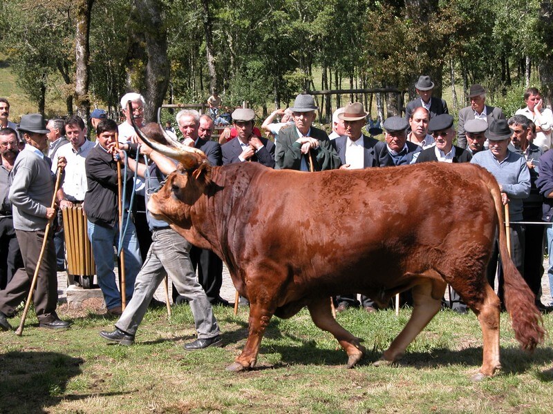 Raça Barrosã tem força e carne inigualáveis