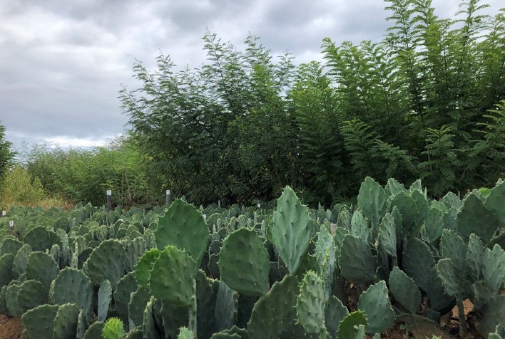 Biofiltro reutiliza água doméstica para produção de alimentos e forragens 14 biofiltro reutiliza agua domestica para producao de alimentos e forragens 3