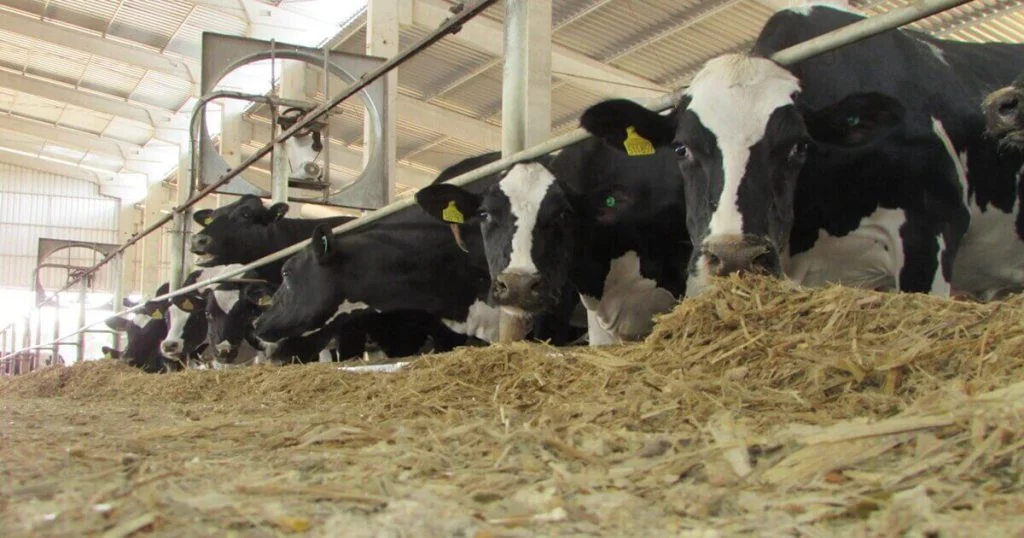 boas praticas no preparo e fornecimento de dietas completas para vacas leiteiras parte 1