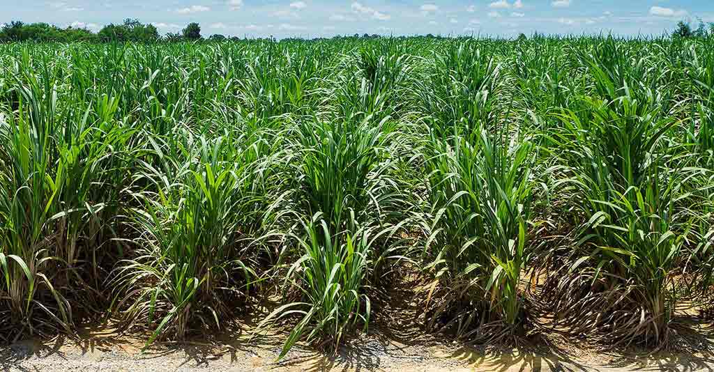 cana de acucar guia pratico para o manejo da cultura