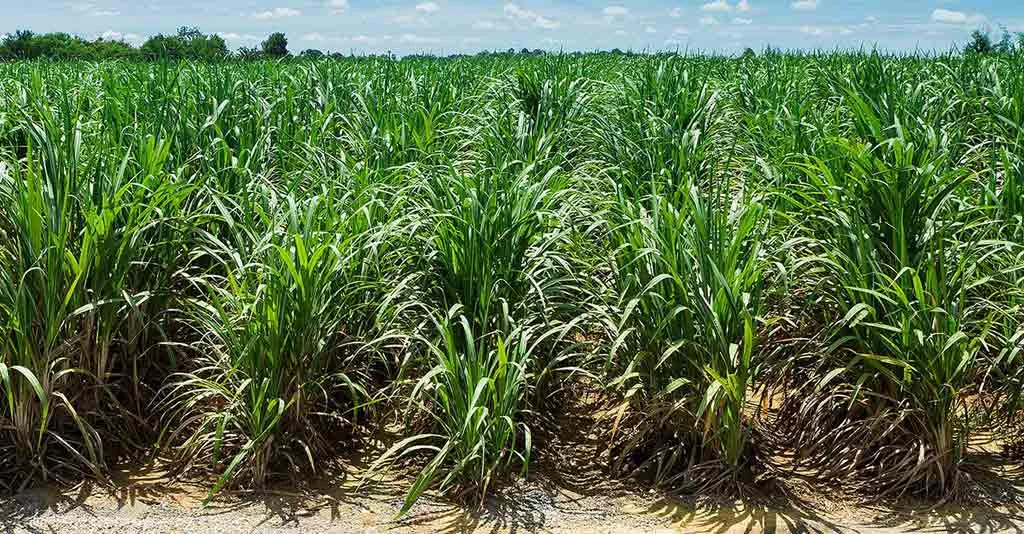 cana de acucar guia pratico para o manejo da cultura