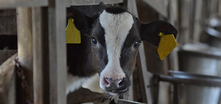 Colostro: Quanto mais, melhor!  – Nutrição animal
