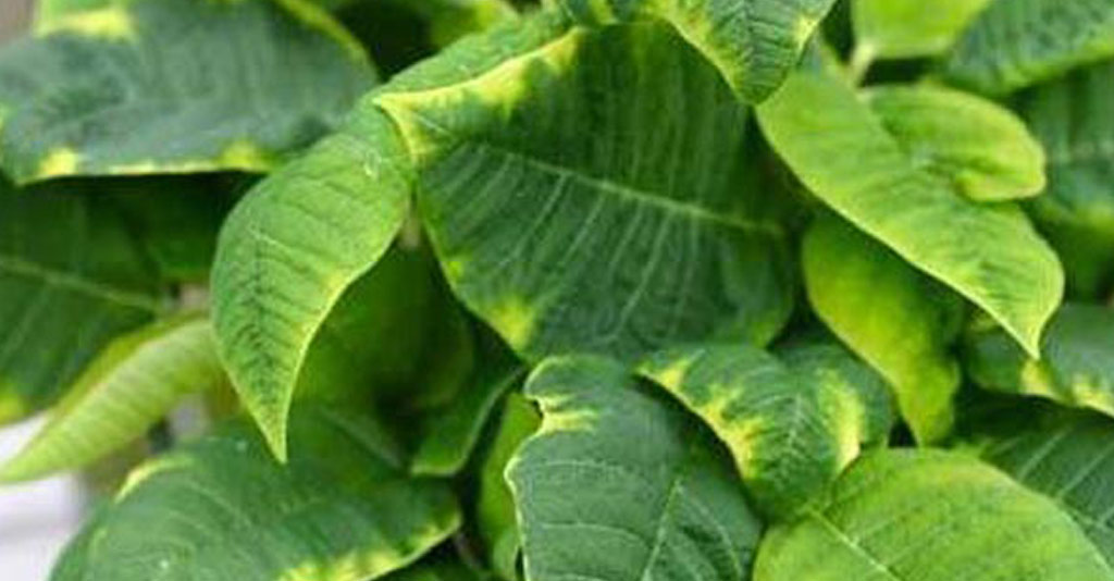 como o molibdenio influencia o metabolismo das leguminosas 1