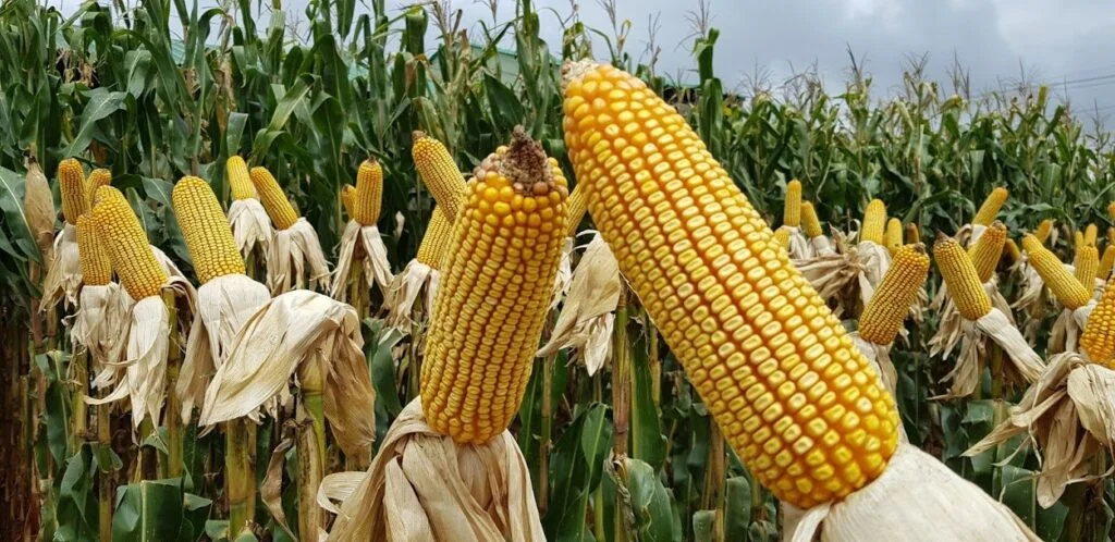 10 principais DoenBrasil é o maior exportador de milho do mundoças Do Milho e formas de Prevenir