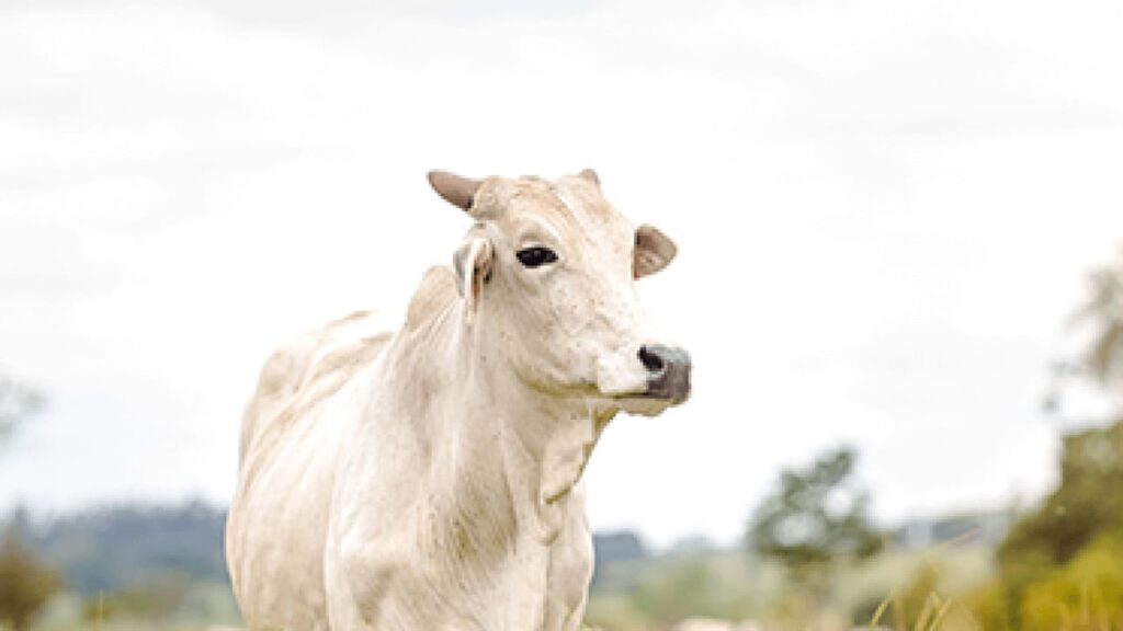 Confira preço boi gordo para essa semana