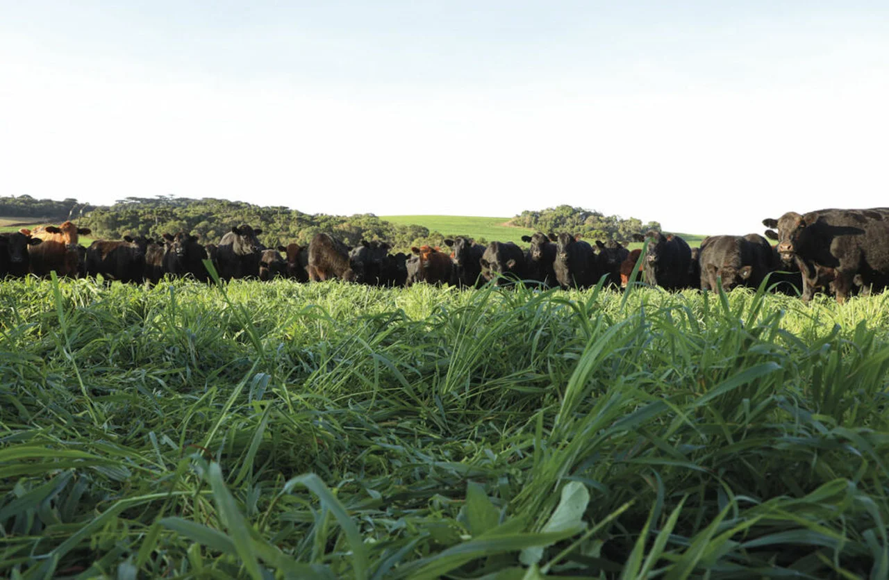 Conheça a fazenda que reserva áreas para experimentos agrícolas sustentáveis 18 conheca a fazenda que reserva areas para experimentos agricolas sustentaveis 1