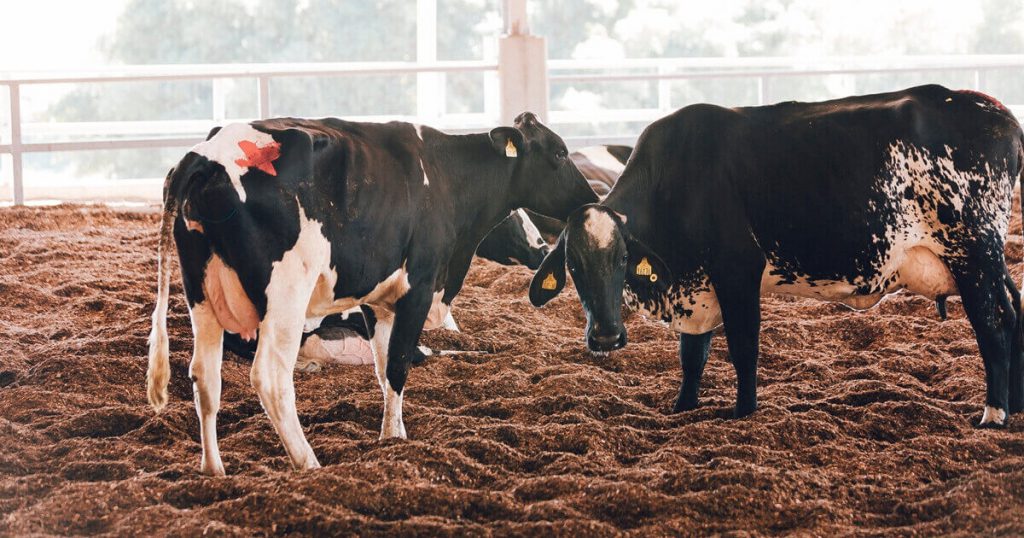 Em 2021, o rebanho bovino bateu recorde e atingiu 224,6 milhões de cabeças