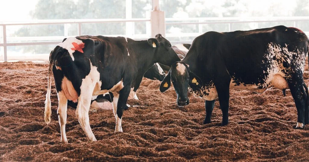 Detalhe muito importante, para vacas leiteiras. 2 Em 2021, o rebanho bovino bateu recorde e atingiu 224,6 milhões de cabeças