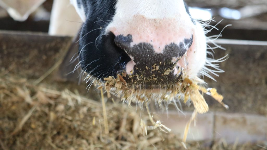 dietas anionicas no pre parto conheca os beneficios disso 1