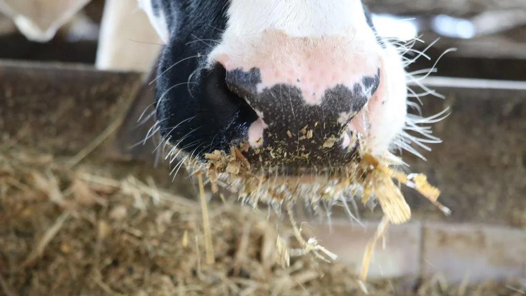 dietas anionicas no pre parto conheca os beneficios disso 1